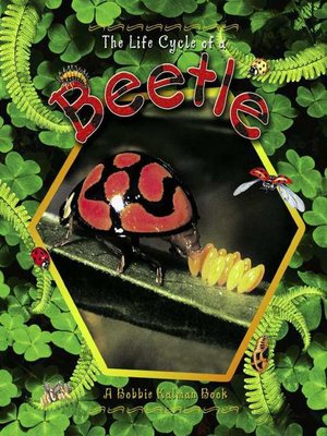 cover image of The Life Cycle of a Beetle